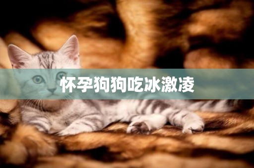 懷孕狗狗吃冰激凌