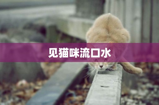 見貓咪流口水