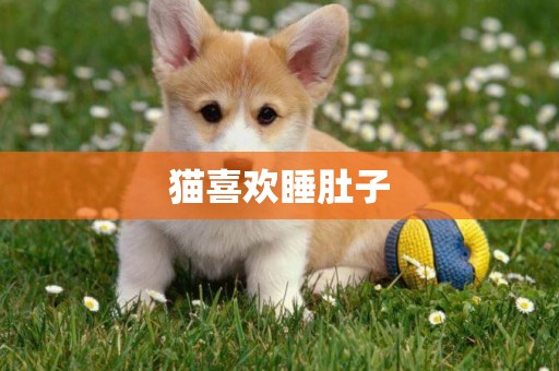 貓喜歡睡肚子