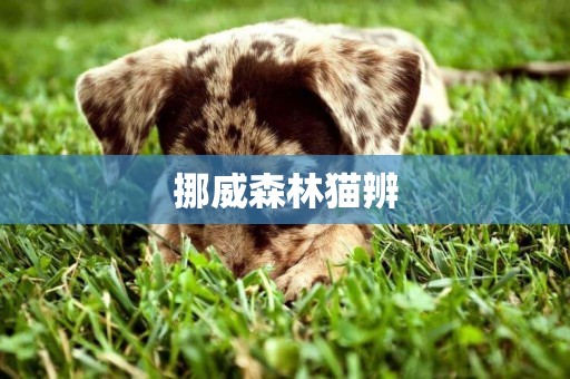 挪威森林貓辨