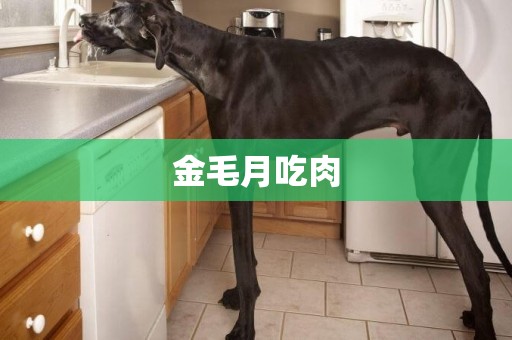 金毛月吃肉