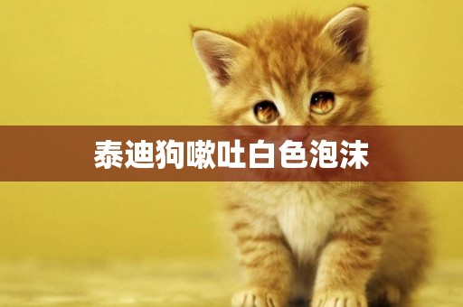 泰迪狗嗽吐白色泡沫
