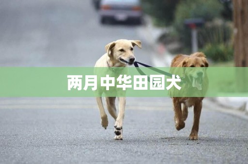 兩月中華田園犬