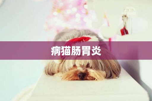 病貓腸胃炎