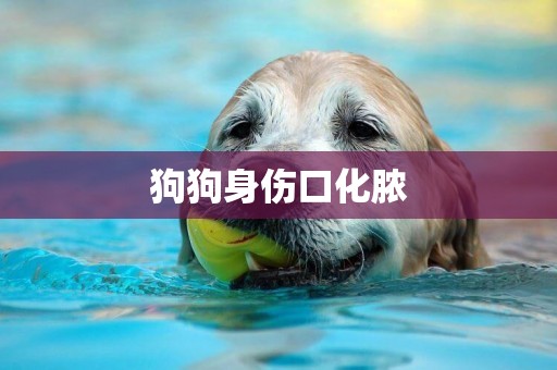 狗狗身傷口化膿
