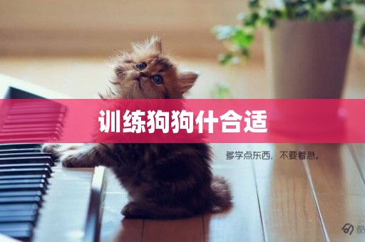 訓練狗狗什合適