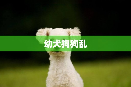 幼犬狗狗亂