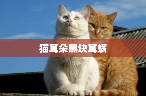 貓耳朵黑塊耳螨
