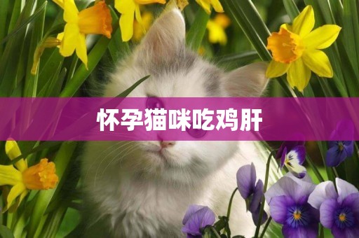 懷孕貓咪吃雞肝