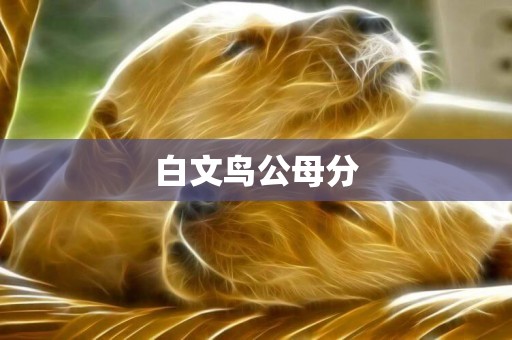 白文鳥公母分
