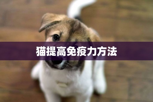 貓提高免疫力方法