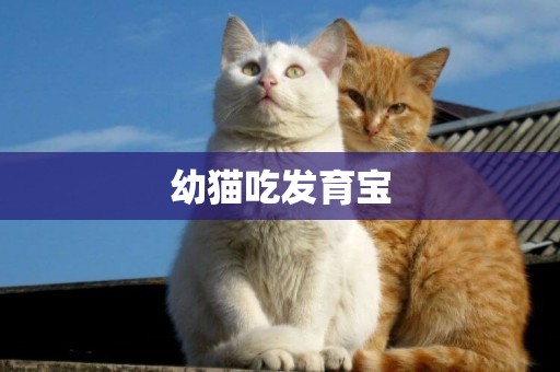 幼貓吃發育寶