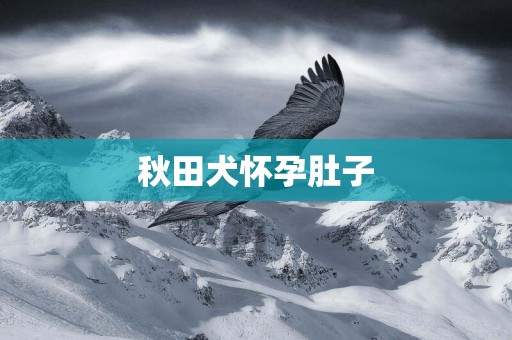 秋田犬懷孕肚子