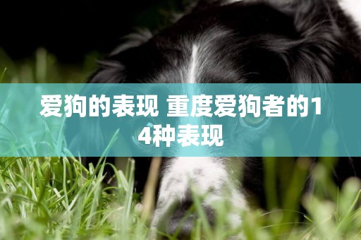 愛狗的表現 重度愛狗者的14種表現