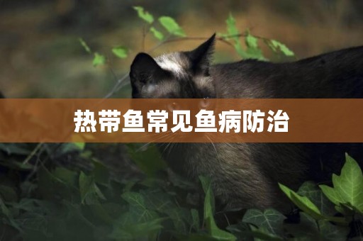 熱帶魚常見魚病防治