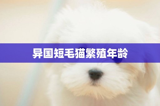 異國短毛貓繁殖年齡