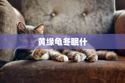 黃緣龜冬眠什