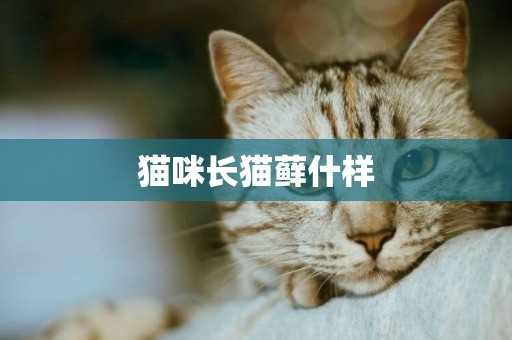 貓咪長貓蘚什樣