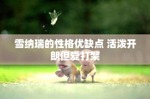 雪納瑞的性格優缺點 活潑開朗但愛打架