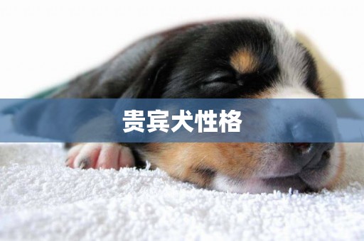 貴賓犬性格