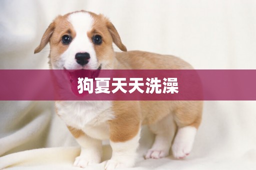 狗夏天天洗澡