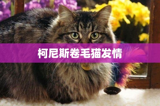 柯尼斯卷毛貓發情