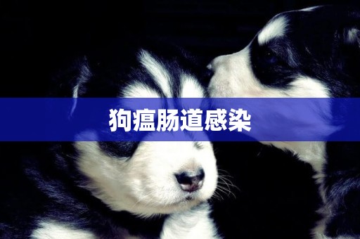 狗瘟腸道感染
