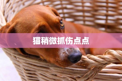 貓稍微抓傷點點
