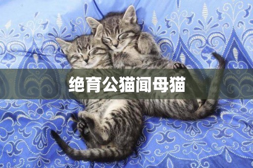 絕育公貓聞母貓