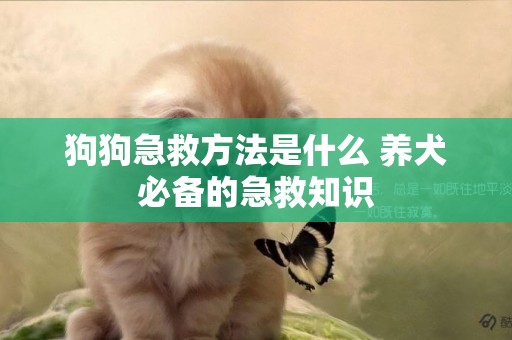 狗狗急救方法是什么 養犬必備的急救知識