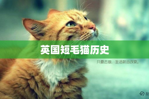 英國短毛貓歷史