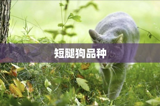 短腿狗品種