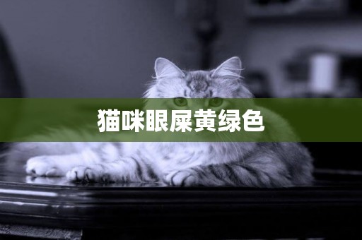貓咪眼屎黃綠色