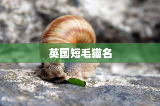 英國短毛貓名