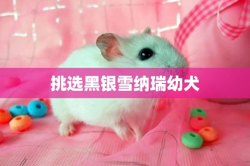 挑選黑銀雪納瑞幼犬