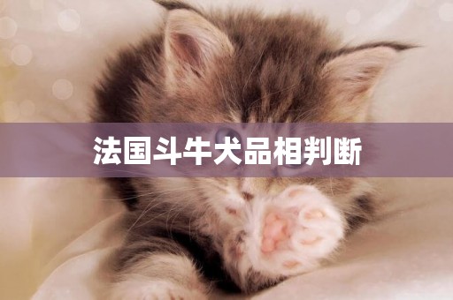 法國斗牛犬品相判斷