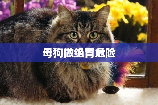 母狗做絕育危險