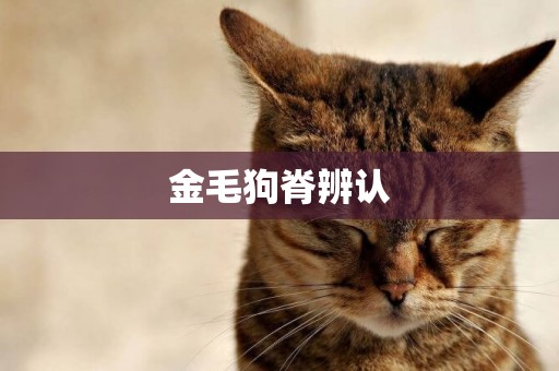 金毛狗脊辨認