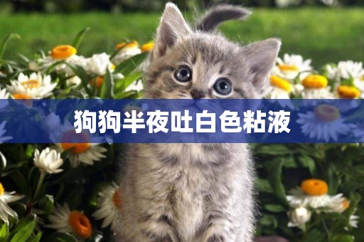 狗狗半夜吐白色粘液