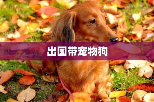 出國帶寵物狗