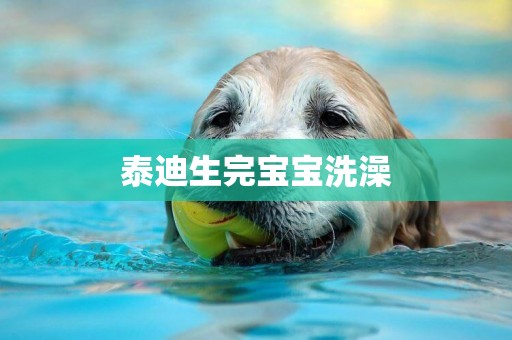 泰迪生完寶寶洗澡