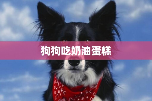 狗狗吃奶油蛋糕