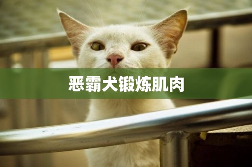 惡霸犬鍛煉肌肉
