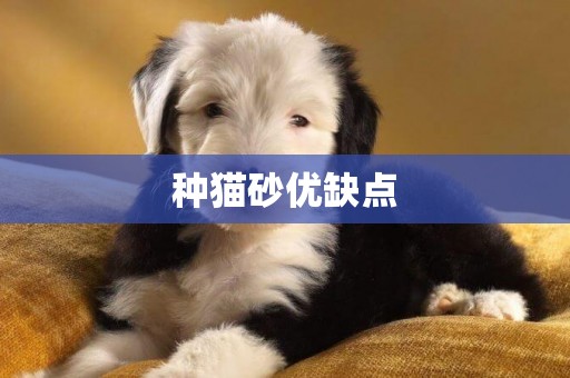 種貓砂優缺點