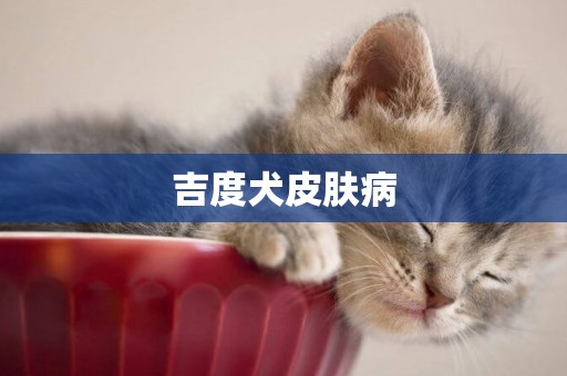吉度犬皮膚病