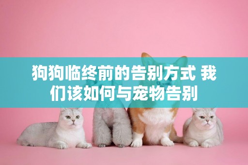 狗狗臨終前的告別方式 我們該如何與寵物告別