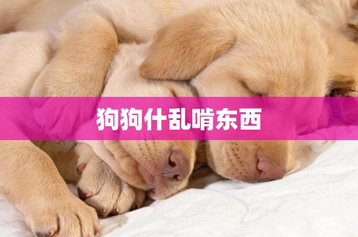 狗狗什亂啃東西