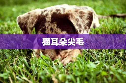 貓耳朵尖毛