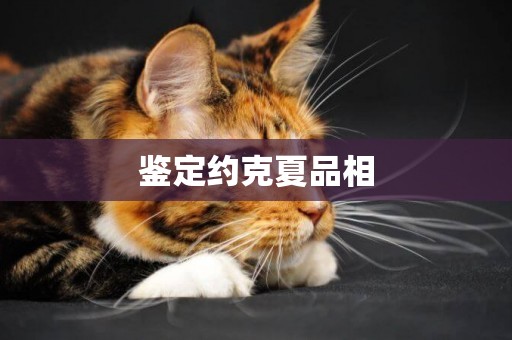 鑒定約克夏品相