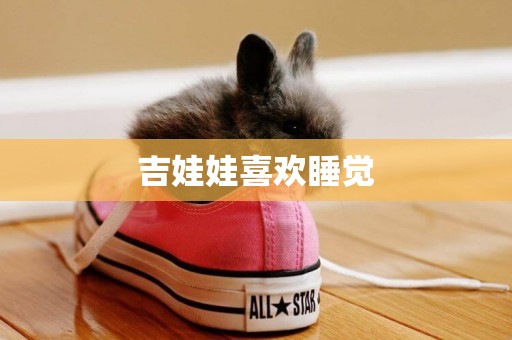 吉娃娃喜歡睡覺